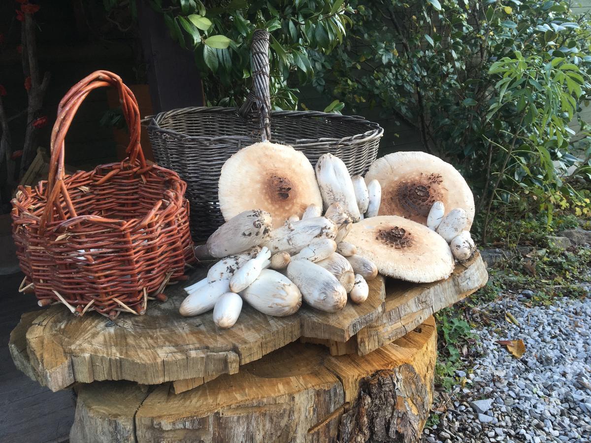 Agriturismo Il Mulino Stibiveri Oda fotoğraf